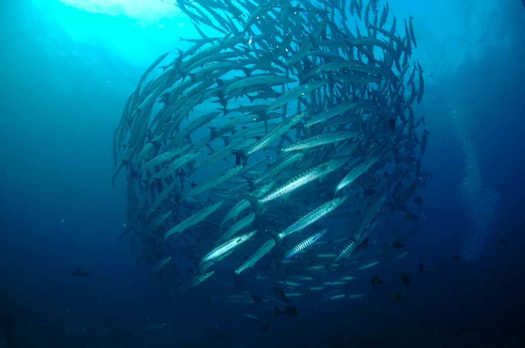 La planète bleue est à préserver. Quoi de plus beau qu'un environnement naturel. Banc de barracudas